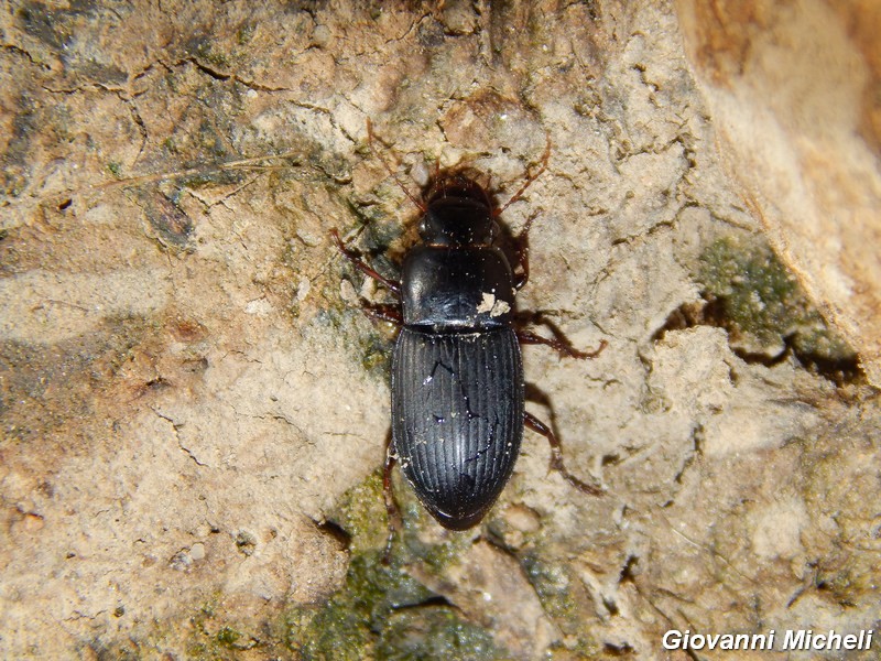 Carabidae del Parco del Ticino